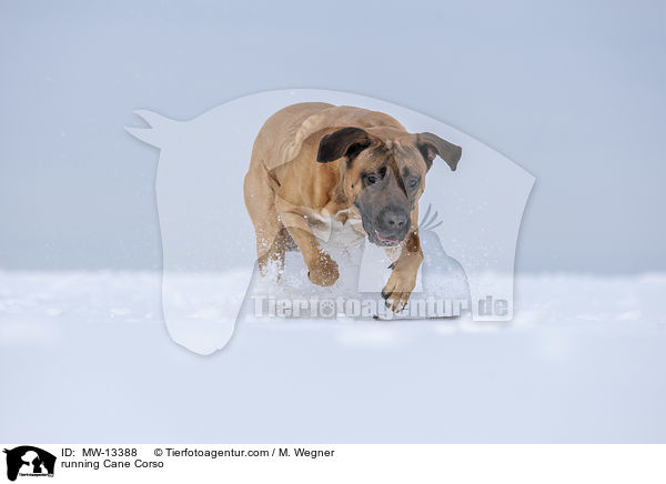 rennender Cane Corso / running Cane Corso / MW-13388