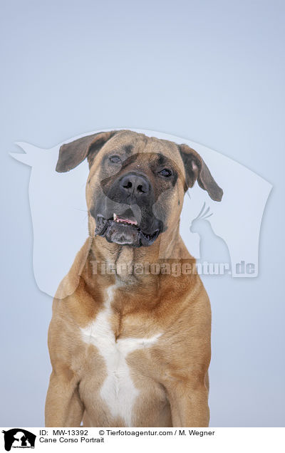 Cane Corso Portrait / Cane Corso Portrait / MW-13392