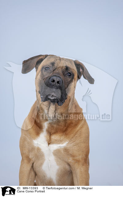 Cane Corso Portrait / Cane Corso Portrait / MW-13393