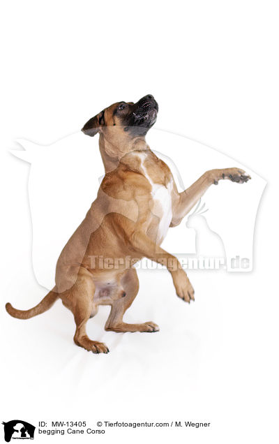 Cane Corso macht Mnnchen / begging Cane Corso / MW-13405