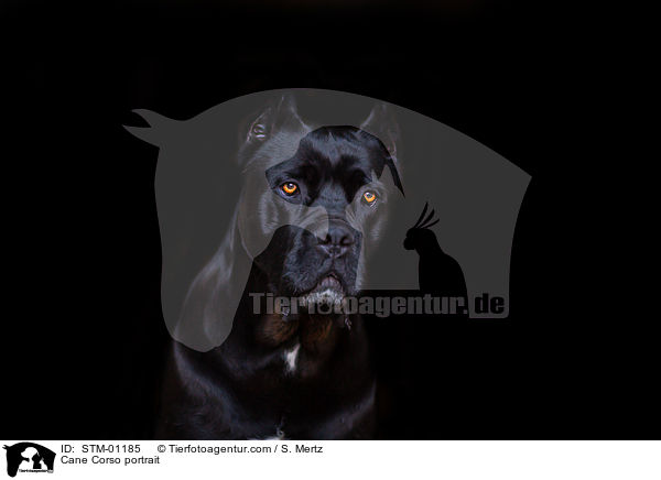 Cane Corso Portrait / Cane Corso portrait / STM-01185