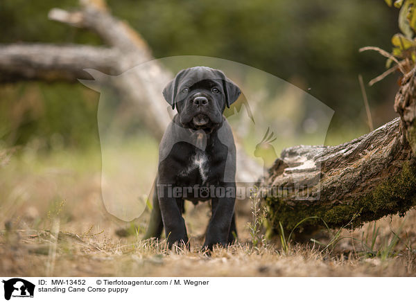 standing Cane Corso puppy / MW-13452
