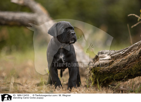 standing Cane Corso puppy / MW-13453