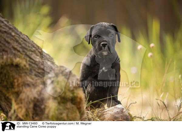 stehender Cane Corso Welpe / standing Cane Corso puppy / MW-13460