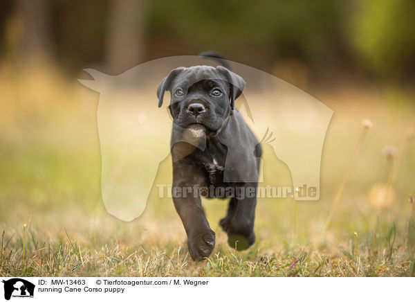 running Cane Corso puppy / MW-13463