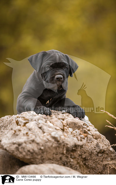 Cane Corso puppy / MW-13466