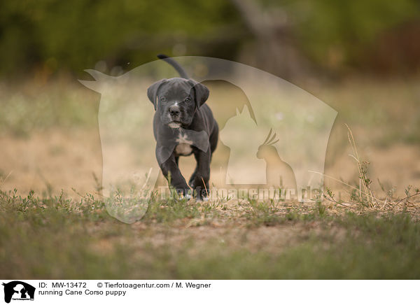rennender Cane Corso Welpe / running Cane Corso puppy / MW-13472