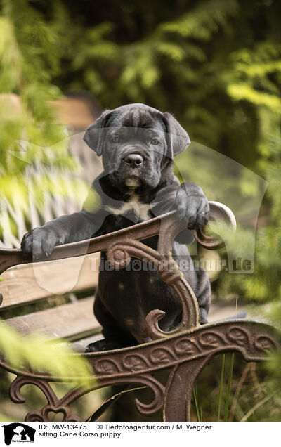 sitzender Cane Corso Welpe / sitting Cane Corso puppy / MW-13475