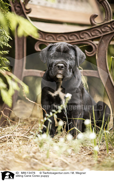 sitzender Cane Corso Welpe / sitting Cane Corso puppy / MW-13476