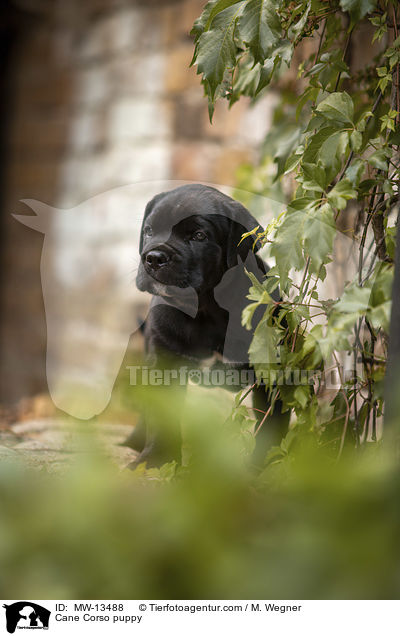 Cane Corso Welpe / Cane Corso puppy / MW-13488