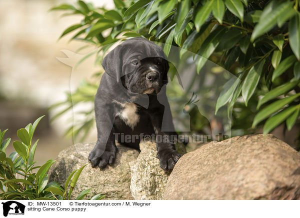 sitting Cane Corso puppy / MW-13501