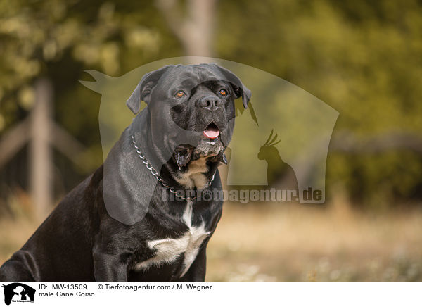 Cane Corso Rde / male Cane Corso / MW-13509