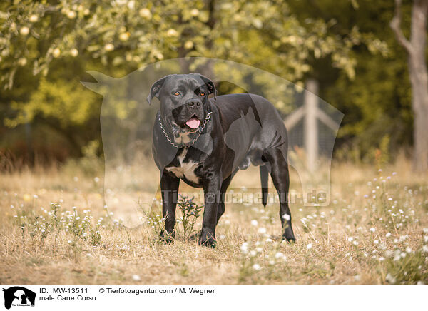 Cane Corso Rde / male Cane Corso / MW-13511
