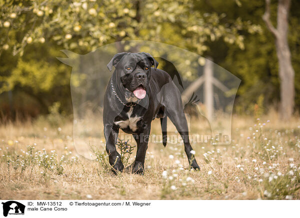 Cane Corso Rde / male Cane Corso / MW-13512