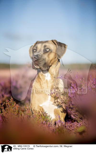 sitzender Cane Corso / sitting Cane Corso / MW-13515