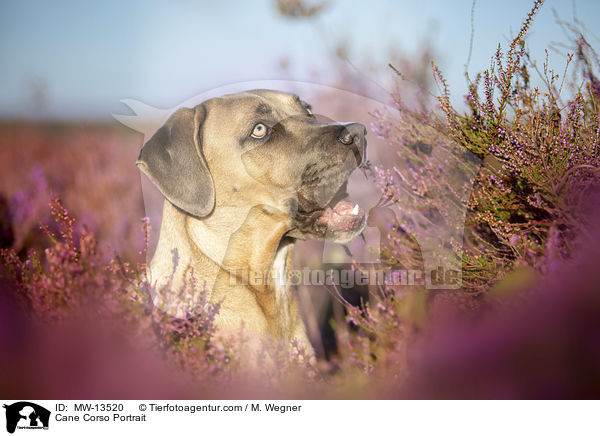 Cane Corso Portrait / MW-13520