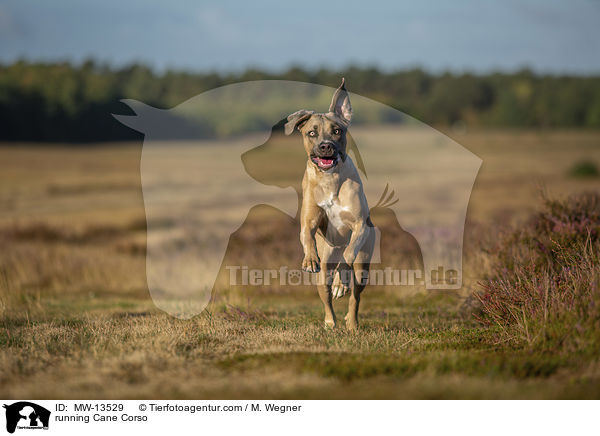 rennender Cane Corso / running Cane Corso / MW-13529