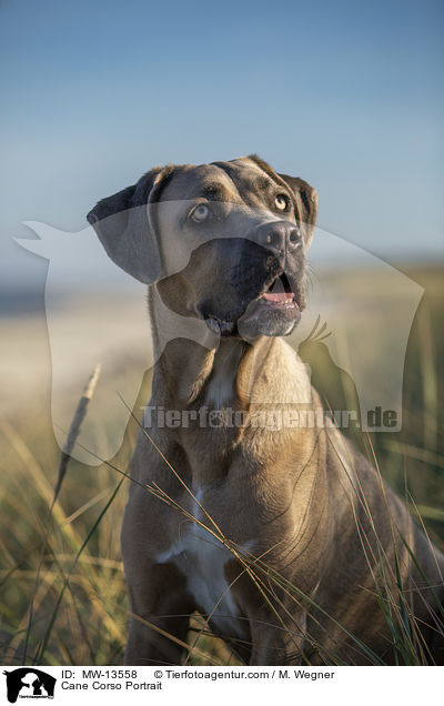 Cane Corso Portrait / Cane Corso Portrait / MW-13558