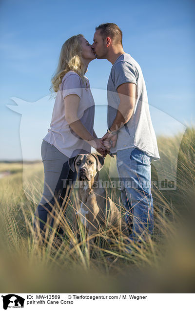 Paar mit Cane Corso / pair with Cane Corso / MW-13569