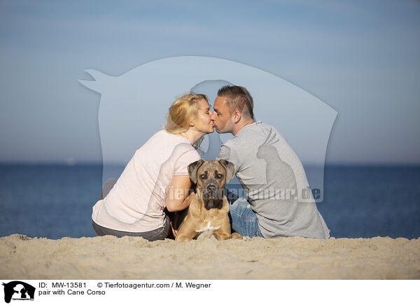 Prchen mit Cane Corso / pair with Cane Corso / MW-13581