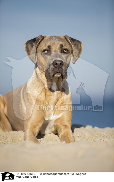 liegender Cane Corso / lying Cane Corso / MW-13592