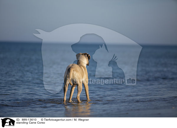 stehender Cane Corso / standing Cane Corso / MW-13610