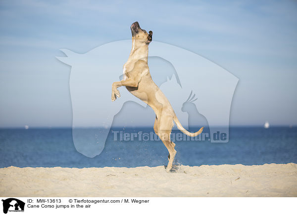Cane Corso springt in die Luft / Cane Corso jumps in the air / MW-13613
