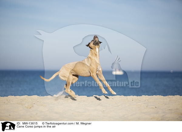 Cane Corso springt in die Luft / Cane Corso jumps in the air / MW-13615