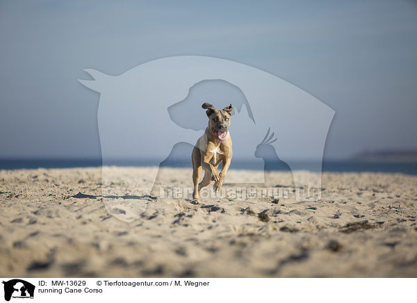 rennender Cane Corso / running Cane Corso / MW-13629