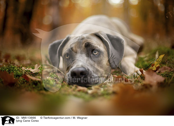 liegender Cane Corso / lying Cane Corso / MW-13666