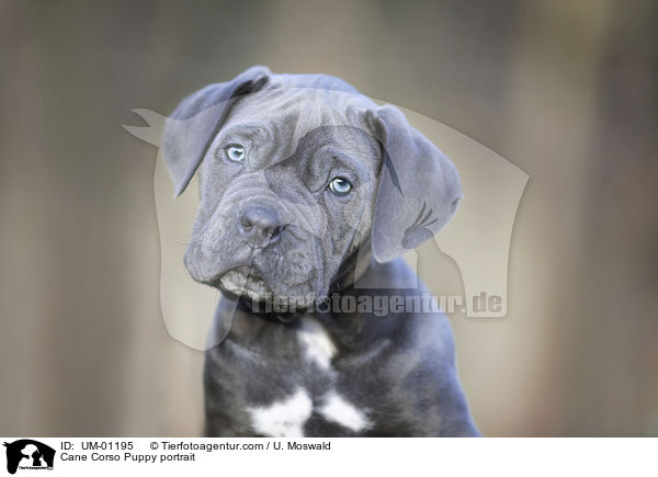 Cane Corso Welpe Portrait / Cane Corso Puppy portrait / UM-01195