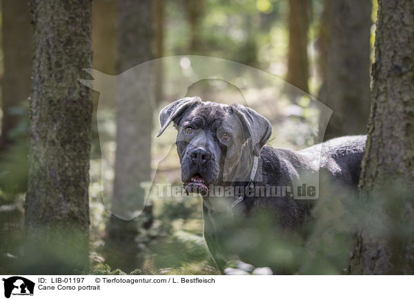 Cane Corso Portrait / Cane Corso portrait / LIB-01197