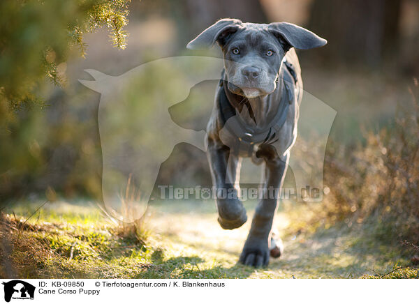 Cane Corso Puppy / KB-09850