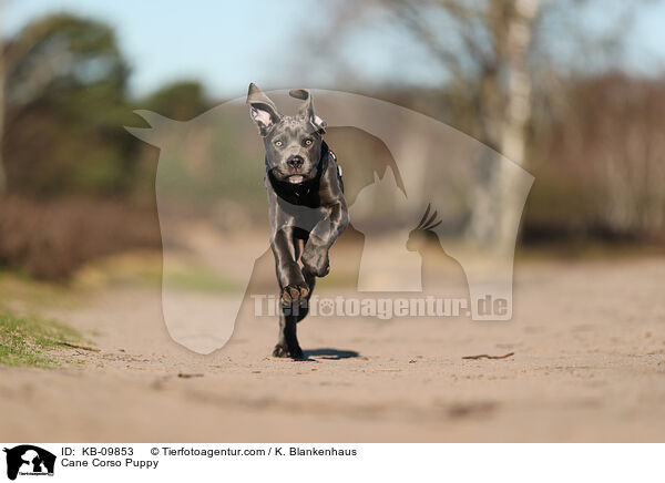 Cane Corso Puppy / KB-09853