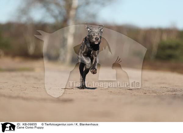 Cane Corso Welpe / Cane Corso Puppy / KB-09855