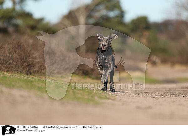 Cane Corso Puppy / KB-09864