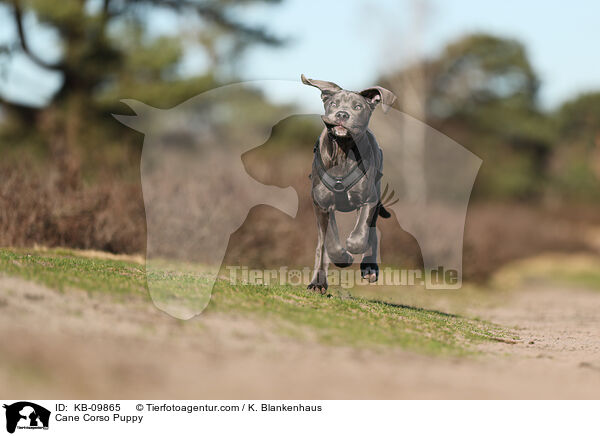 Cane Corso Puppy / KB-09865