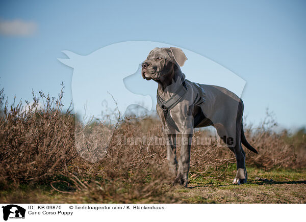 Cane Corso Puppy / KB-09870