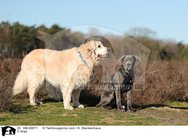 2 Hunde / 2 dogs / KB-09871