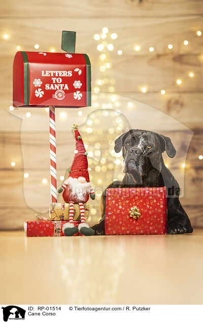 Cane Corso / Cane Corso / RP-01514