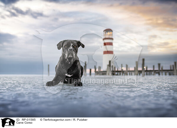 Cane Corso / Cane Corso / RP-01585