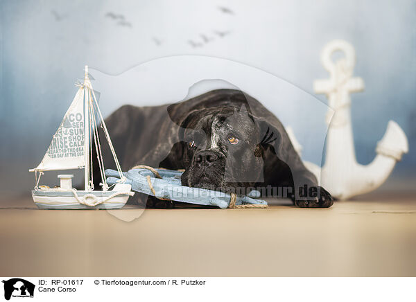 Cane Corso / Cane Corso / RP-01617