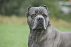 Cane Corso Portrait