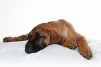 Cane Corso Puppy