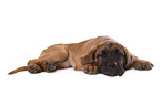 Cane Corso Puppy