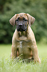 Cane Corso Puppy