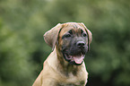 Cane Corso Puppy