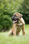 Cane Corso Puppy