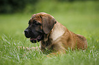 Cane Corso Puppy