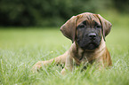 Cane Corso Puppy